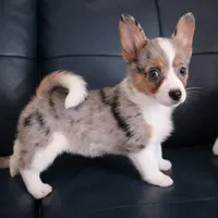 Maple, a female Australian Cattle Dog and Pembroke Welsh Corgi for sale in Greensboro, NC – Photo 1 of 3