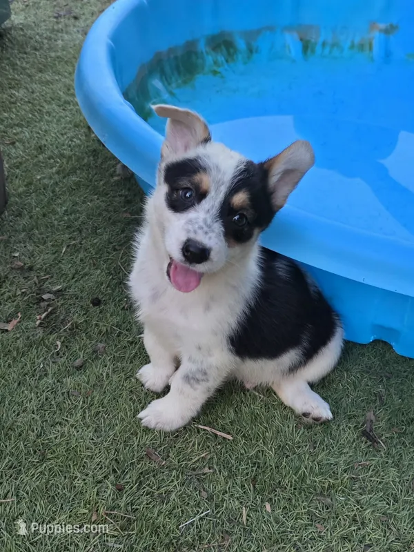 Ruger – Australian Cattle Dog, Pembroke Welsh Corgi puppy for sale in Greensboro, NC