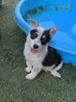 Ruger, a male Australian Cattle Dog and Pembroke Welsh Corgi for sale in Greensboro, NC – 1 of 2