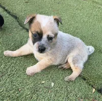 Red (miniature), a male Australian Cattle Dog for sale in Greensboro, NC – 2 of 3