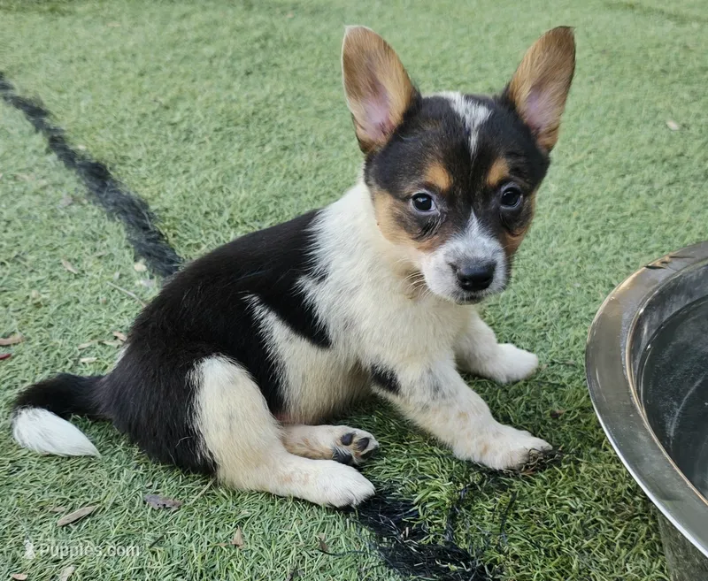 Tigger – Australian Cattle Dog, Pembroke Welsh Corgi puppy for sale in Greensboro, NC