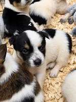 Sadie, a female Australian Cattle Dog and Pembroke Welsh Corgi for sale in Greensboro, NC – 2 of 2
