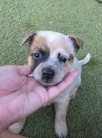 Red (miniature), a male Australian Cattle Dog for sale in Greensboro, NC – 3 of 3
