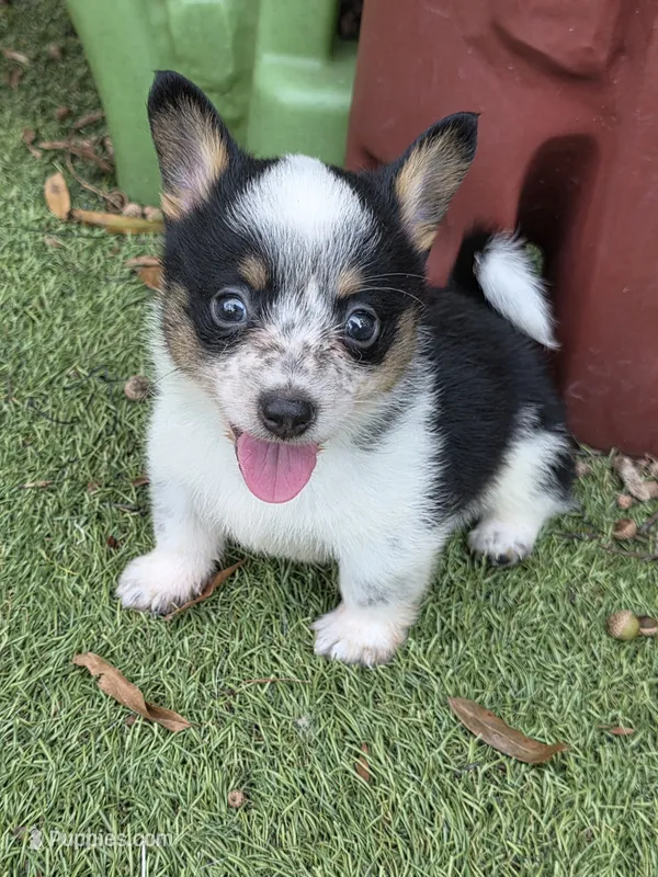 Peterpan – Australian Cattle Dog, Pembroke Welsh Corgi puppy for sale in Greensboro, NC