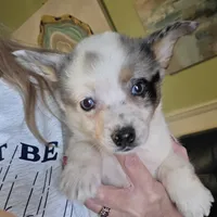 Sammie, a female Australian Cattle Dog and Pembroke Welsh Corgi for sale in Greensboro, NC – Photo 1 of 2