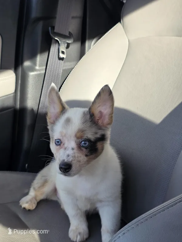 Sammie – Australian Cattle Dog, Pembroke Welsh Corgi puppy for sale in Greensboro, NC
