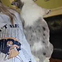 Sammie, a female Australian Cattle Dog and Pembroke Welsh Corgi for sale in Greensboro, NC – Photo 2 of 2