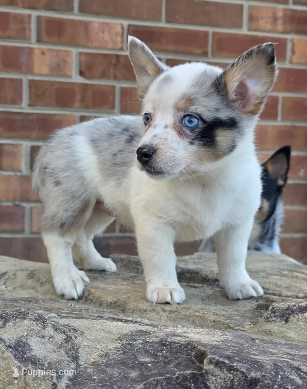 Sammie – Australian Cattle Dog, Pembroke Welsh Corgi puppy for sale in Greensboro, NC