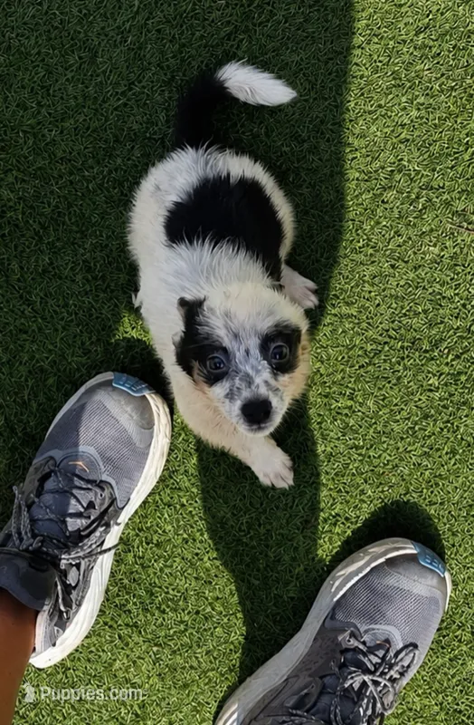 Panda – Australian Cattle Dog, Pembroke Welsh Corgi puppy for sale in Greensboro, NC
