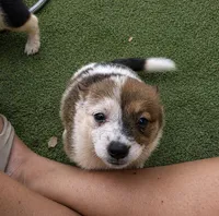 Timone, a male Australian Cattle Dog and Pembroke Welsh Corgi for sale in Greensboro, NC – 2 of 2