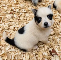 Panda, a male Australian Cattle Dog and Pembroke Welsh Corgi for sale in Greensboro, NC – 3 of 3