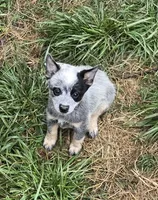 Piper (miniature), a female Australian Cattle Dog for sale in Greensboro, NC – Photo 2 of 3