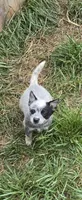 Piper (miniature), a female Australian Cattle Dog for sale in Greensboro, NC – Photo 1 of 3