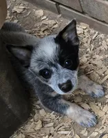 Piper (miniature), a female Australian Cattle Dog for sale in Greensboro, NC – Photo 3 of 3