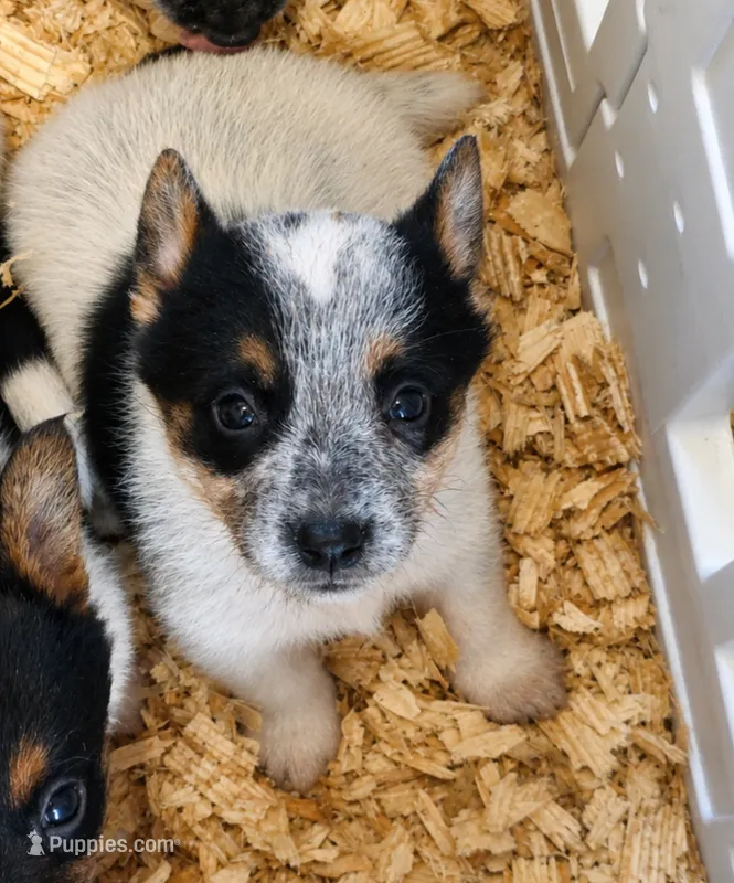 Sister – Australian Cattle Dog, Pembroke Welsh Corgi puppy for sale in Greensboro, NC