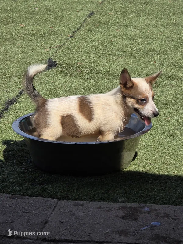 Tater – Australian Cattle Dog, Pembroke Welsh Corgi puppy for sale in Greensboro, NC