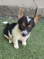 Tigger, a male Australian Cattle Dog and Pembroke Welsh Corgi for sale in Greensboro, NC – 2 of 2