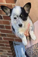 Archie, a male Australian Cattle Dog and Pembroke Welsh Corgi for sale in Greensboro, NC – Photo 3 of 8