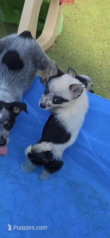 Panda – Australian Cattle Dog, Pembroke Welsh Corgi puppy for sale in Greensboro, NC