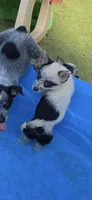 Panda, a male Australian Cattle Dog and Pembroke Welsh Corgi for sale in Greensboro, NC – 1 of 1