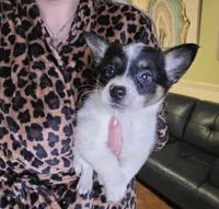 Timmy , a male Australian Cattle Dog and Pembroke Welsh Corgi for sale in Greensboro, NC – Photo 3 of 3