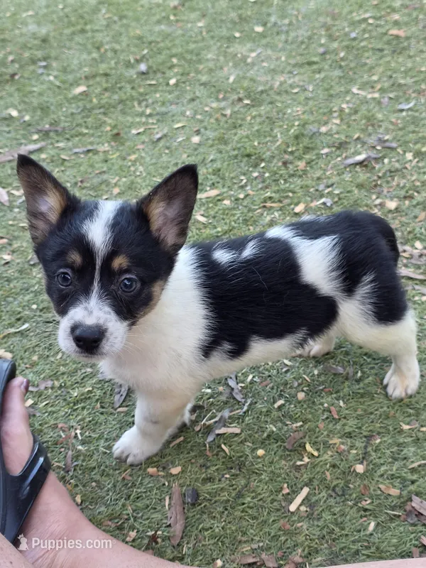Timmy  – Australian Cattle Dog, Pembroke Welsh Corgi puppy for sale in Greensboro, NC