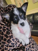 Timmy , a male Australian Cattle Dog and Pembroke Welsh Corgi for sale in Greensboro, NC – Photo 1 of 3