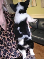 Timmy , a male Australian Cattle Dog and Pembroke Welsh Corgi for sale in Greensboro, NC – Photo 2 of 3