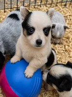 Panda, a male Australian Cattle Dog and Pembroke Welsh Corgi for sale in Greensboro, NC – 2 of 3