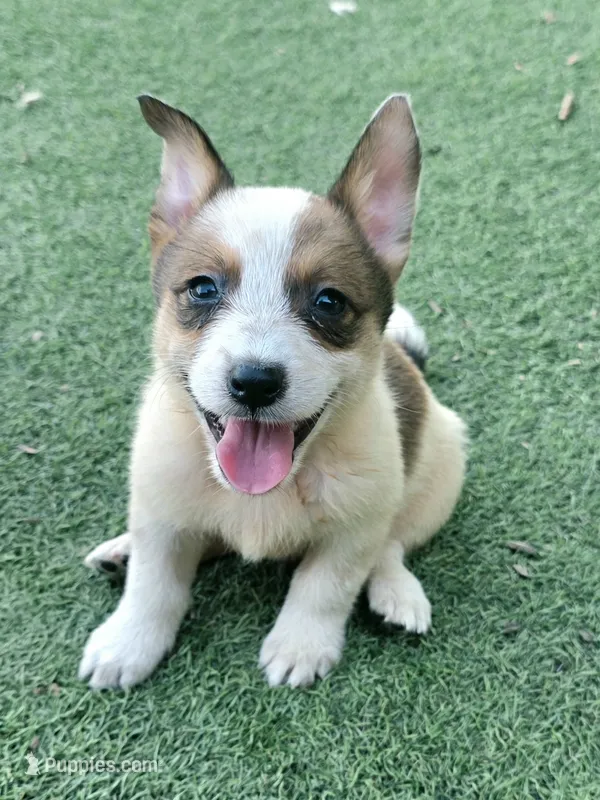 Tater – Australian Cattle Dog, Pembroke Welsh Corgi puppy for sale in Greensboro, NC