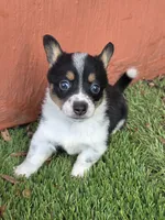 Pip, a male Australian Cattle Dog and Pembroke Welsh Corgi for sale in Greensboro, NC – 2 of 2
