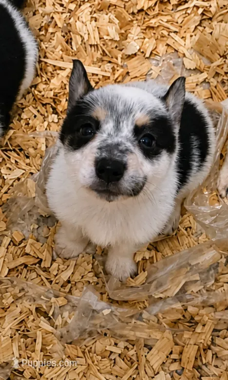 Spot – Australian Cattle Dog, Pembroke Welsh Corgi puppy for sale in Greensboro, NC