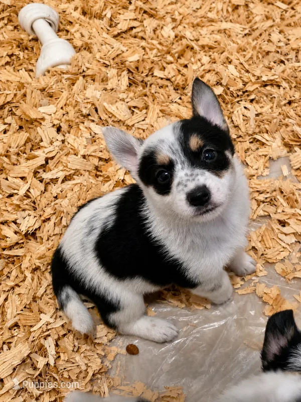 Ruger – Australian Cattle Dog, Pembroke Welsh Corgi puppy for sale in Greensboro, NC