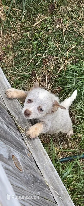 Ellie Mae (miniature)