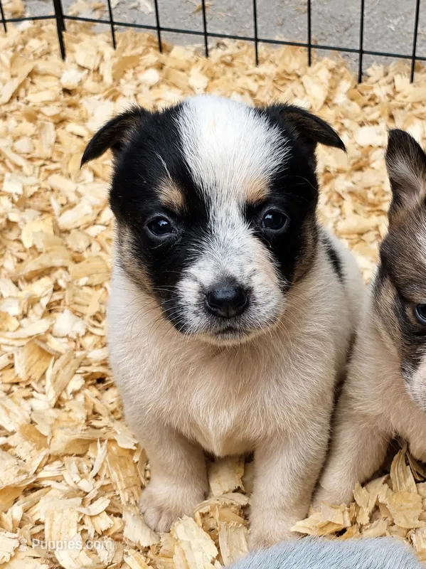 Sadie – Australian Cattle Dog, Pembroke Welsh Corgi puppy for sale in Greensboro, NC