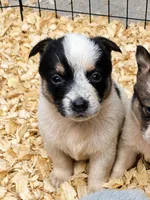 Sadie, a female Australian Cattle Dog and Pembroke Welsh Corgi for sale in Greensboro, NC – 1 of 2