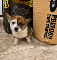 Timone, a male Australian Cattle Dog and Pembroke Welsh Corgi for sale in Greensboro, NC – 1 of 2