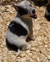 Sabrina, a female Australian Cattle Dog and Pembroke Welsh Corgi for sale in Greensboro, NC – 2 of 2