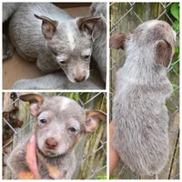 Tommy (mini), a male Australian Cattle Dog for sale in Greensboro, NC – Photo 4 of 4