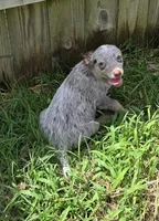 Tommy (mini), a male Australian Cattle Dog for sale in Greensboro, NC – Photo 1 of 4