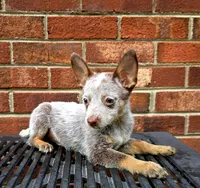 Tommy (mini), a male Australian Cattle Dog for sale in Greensboro, NC – Photo 2 of 4