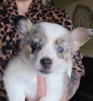 Sweetie, a female Australian Cattle Dog and Pembroke Welsh Corgi for sale in Greensboro, NC – Photo 1 of 2