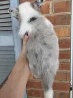 Sweetie, a female Australian Cattle Dog and Pembroke Welsh Corgi for sale in Greensboro, NC – Photo 2 of 2