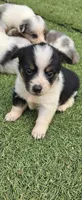 Teeter, a female Australian Cattle Dog and Pembroke Welsh Corgi for sale in Greensboro, NC – Photo 1 of 2