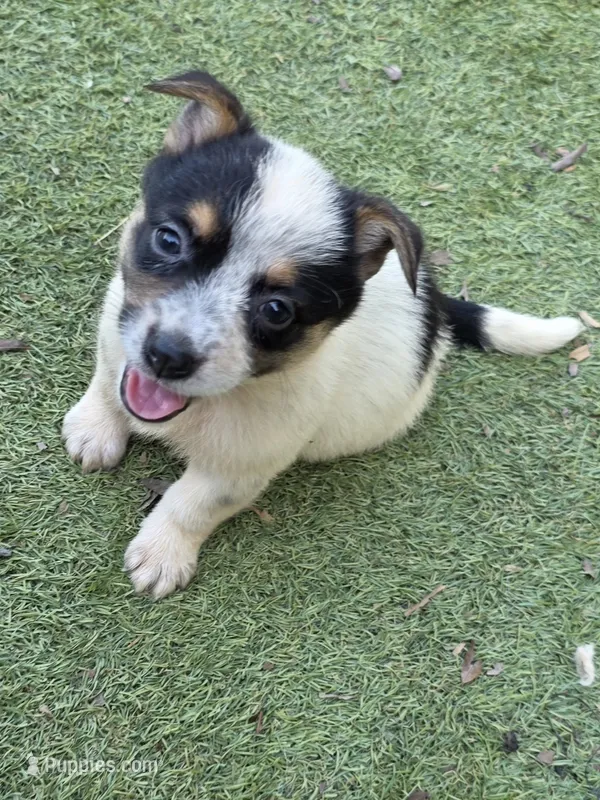Sadie – Australian Cattle Dog, Pembroke Welsh Corgi puppy for sale in Greensboro, NC
