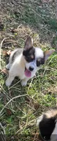 Junie, a female Australian Cattle Dog and Pembroke Welsh Corgi for sale in Greensboro, NC – Photo 2 of 3