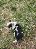 Junie, a female Australian Cattle Dog and Pembroke Welsh Corgi for sale in Greensboro, NC – Photo 3 of 3