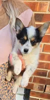 Junie, a female Australian Cattle Dog and Pembroke Welsh Corgi for sale in Greensboro, NC – Photo 1 of 3