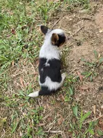 Jackie, a female Australian Cattle Dog and Pembroke Welsh Corgi for sale in Greensboro, NC – Photo 5 of 6