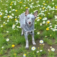 Bear (mini), a male Australian Cattle Dog for sale in Greensboro, NC – Photo 1 of 8